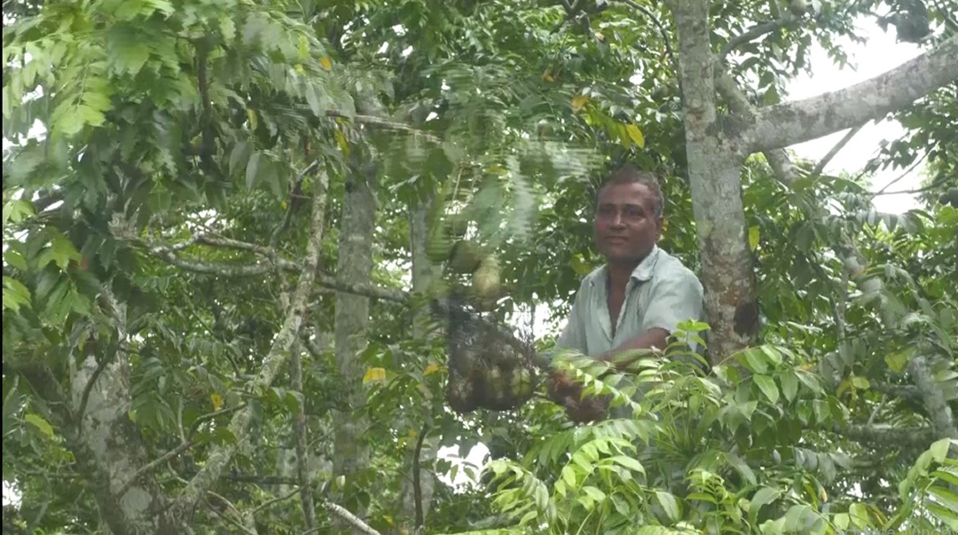 A farmer collects fresh hog plums from the trees as Jhalakathi’s amra season gets underway. PC: Md. Masum Khan