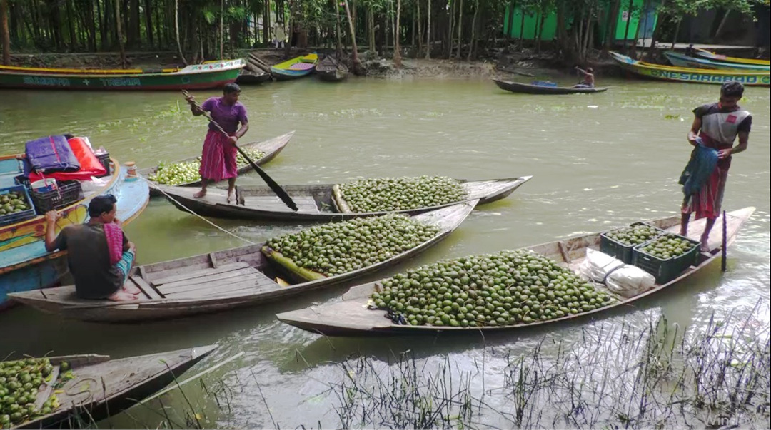 Boats loaded with fresh amra arrive at Jhalakathi’s floating market as the seasonal trade gains momentum.. PC: Md. Masum Khan